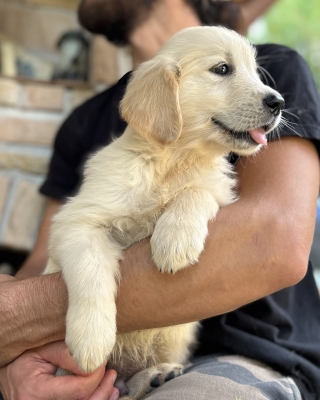 GOLDEN_CUCCIOLI_RETRIEVER_21