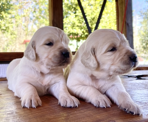 GOLDEN_CUCCIOLI_RETRIEVER_31