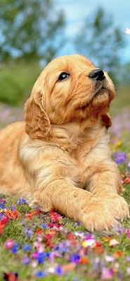 GOLDEN_CUCCIOLI_RETRIEVER_50