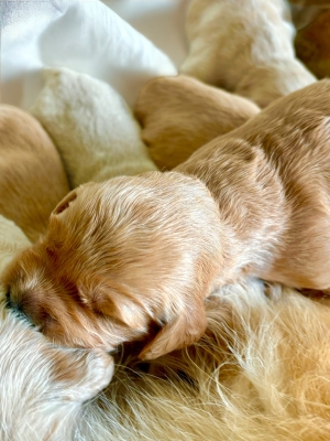 GOLDEN_CUCCIOLI_RETRIEVER_51