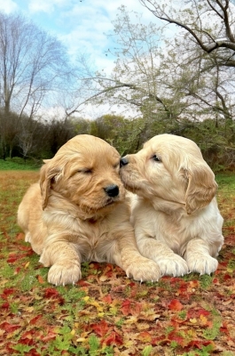 GOLDEN_CUCCIOLI_RETRIEVER_52