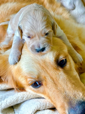 GOLDEN_CUCCIOLI_RETRIEVER_54