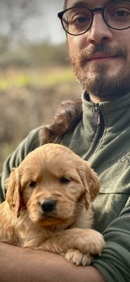 GOLDEN_CUCCIOLI_RETRIEVER_60