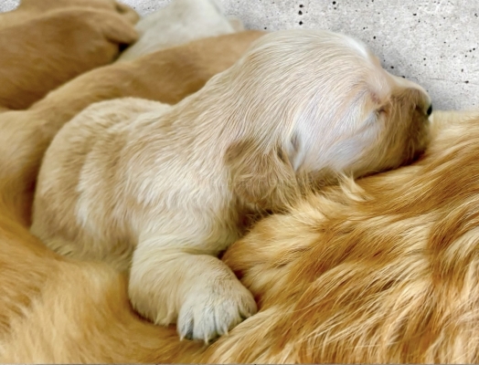 GOLDEN_CUCCIOLI_RETRIEVER_62