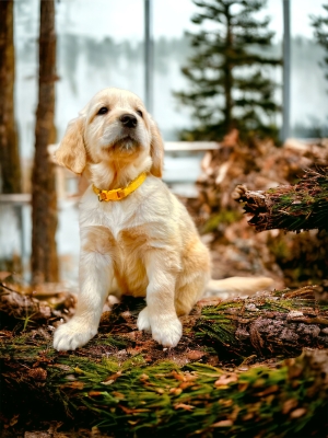 GOLDEN_CUCCIOLI_RETRIEVER_63