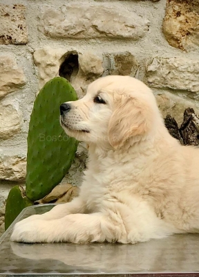 GOLDEN_CUCCIOLI_RETRIEVER_65