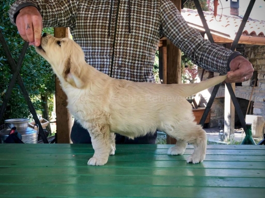 GOLDEN_CUCCIOLI_RETRIEVER_70