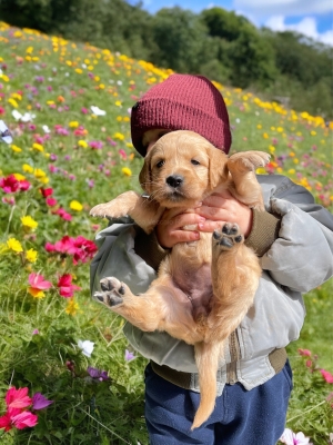 GOLDEN_CUCCIOLI_RETRIEVER_71