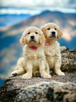 GOLDEN_CUCCIOLI_RETRIEVER_72