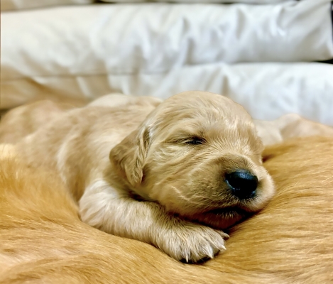 GOLDEN_CUCCIOLI_RETRIEVER_74