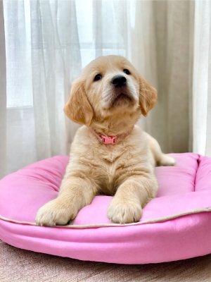 GOLDEN_CUCCIOLI_RETRIEVER_78