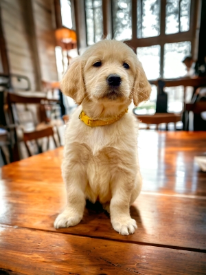 GOLDEN_CUCCIOLI_RETRIEVER_81