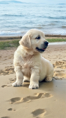 GOLDEN_CUCCIOLI_RETRIEVER_85