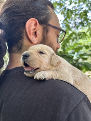 GOLDEN_CUCCIOLI_RETRIEVER_9