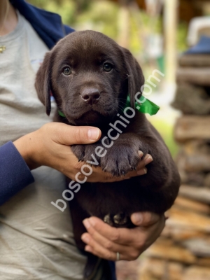 LABRADOR_CUCCIOLO_RETRIEVER13