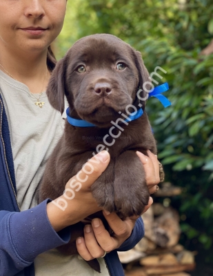 LABRADOR_CUCCIOLO_RETRIEVER14