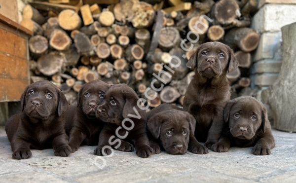 LABRADOR_CUCCIOLO_RETRIEVER9